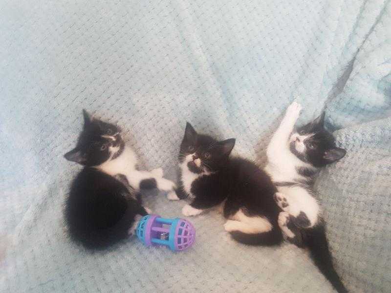 3 Beautiful Healthy Playful Kittens