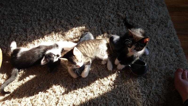 3 Beautiful kittens for sale