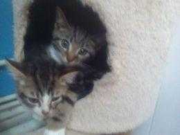 3 Beautiful Kittens Left READY TO LEAVE TODAY