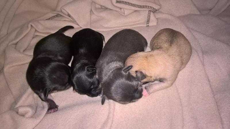 3 beautiful pure chihuahua puppies