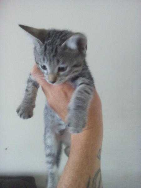 3 bengal x bsh grey kittens ready to go now