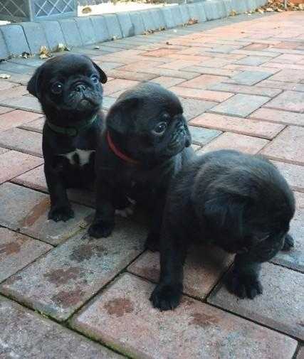 3 Black Pug Puppies