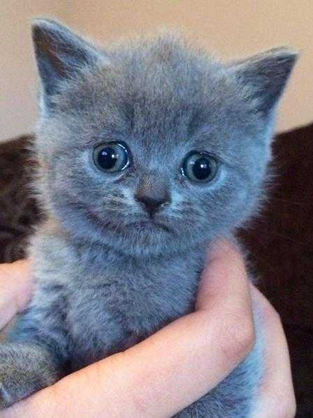 3 Blue British shorthair kittens