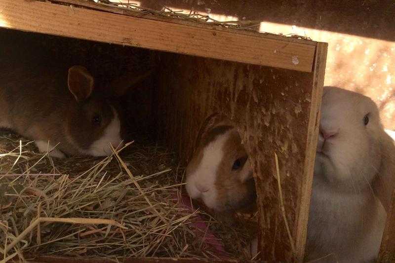 3 bonded rabbits for re-homing