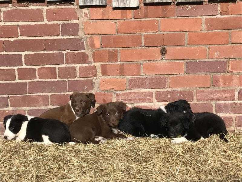3 border collie pups for sale