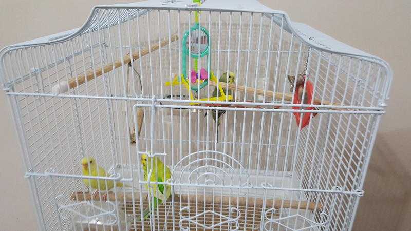 3 budgies