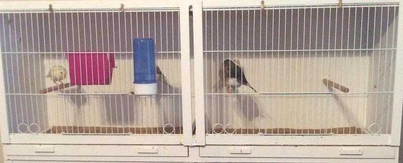 3 canaries and cage