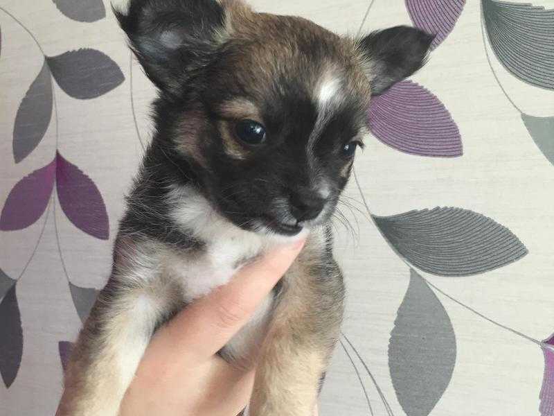 3 Chihuahua Boys For Sale