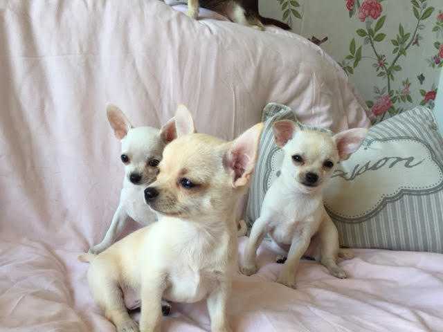 3 Chihuahua Puppies