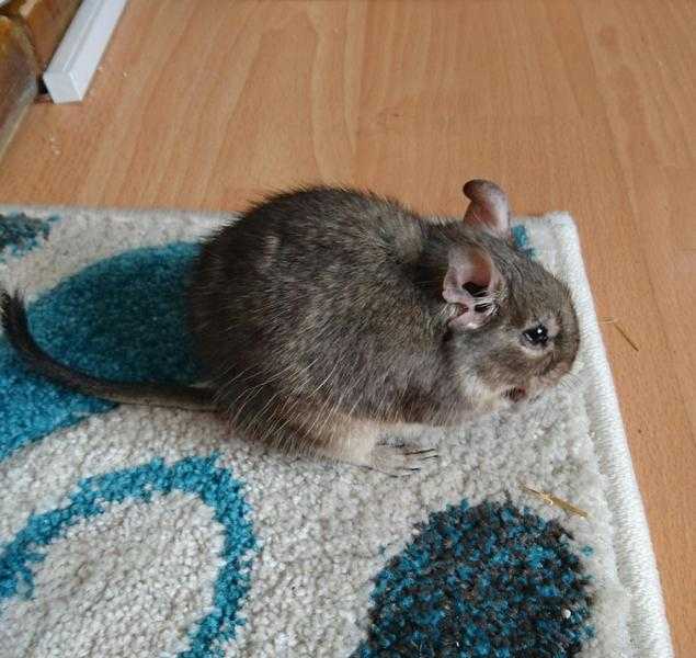 3 degus and large cage