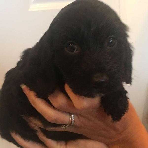 3 female cockerpoo puppies