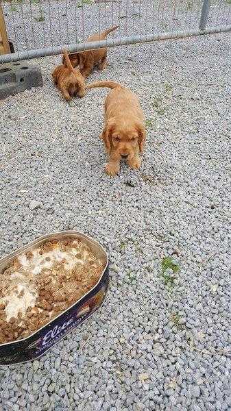 3 females Cocker spaniel pups