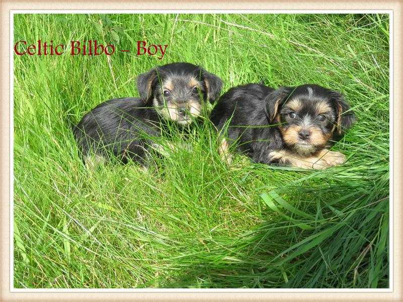 3 Generation Yorkshire Terrier Puppies