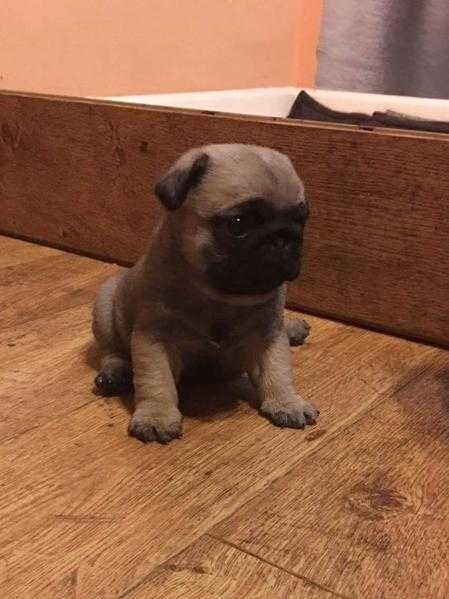 3 KC pedigree registered Pug girls