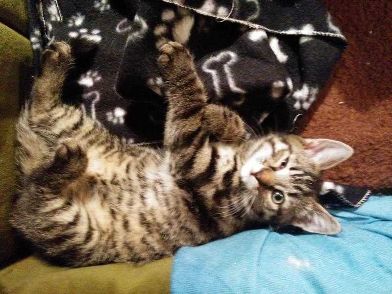 3 kittens (1 long haired striped tabby boy,1 long haired marbled tabby girl,1 short hair black girl)