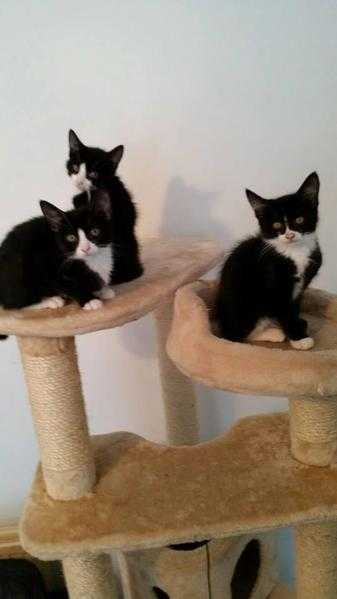 3 Lovely Kittens For Sale Ready Now