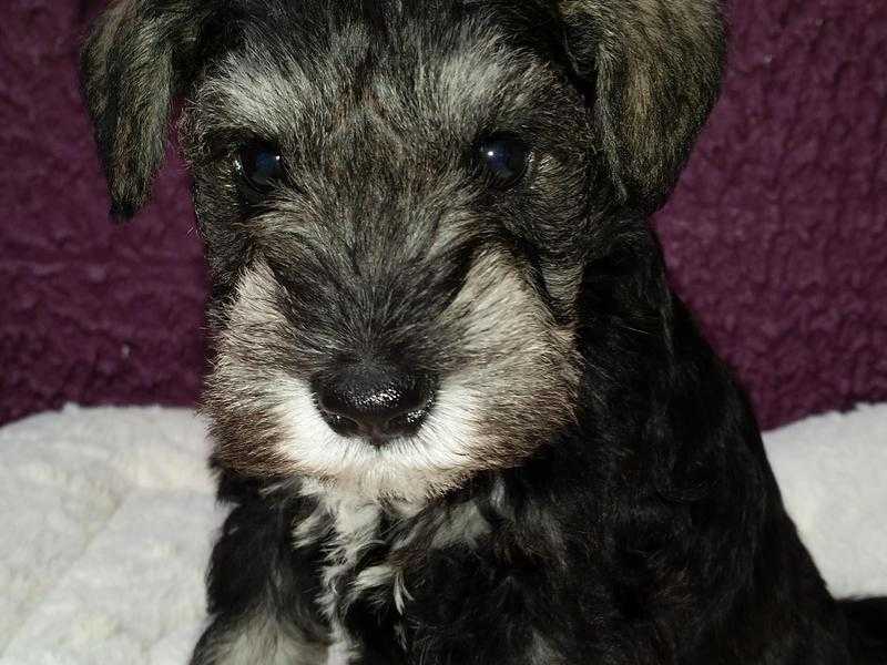 3 lovely Miniature Schnaucers