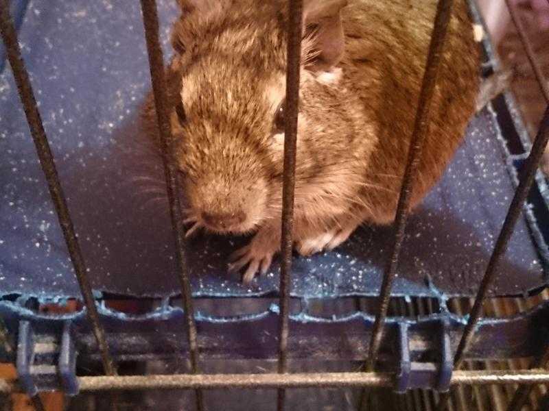 3 male Degus and cage free to good home