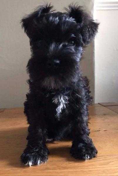 3 Miniature Schnauzer Puppies for sale