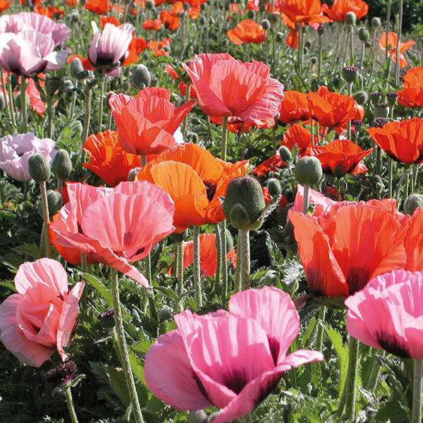 3 ORIENTAL POPPY PERENNIAL PLANTS FOR 6.00 OR 6 FOR 11.00 (INCLUDING POSTAGE AND PACKING)