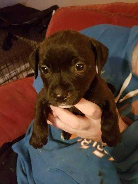 3 staff cross ridgeback puppies