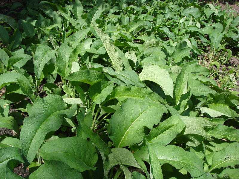 3 x COMFREY PLANTS FOR 5.00 INCLUDING DELIVERY