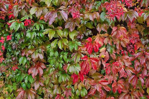 3 x VIRGINIA CREEPER CLIMBING PLANTS - BARE ROOTED FOR 12.00 INCLUDING DELIVERY