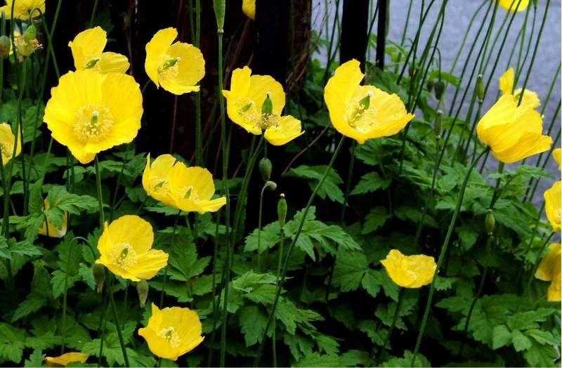 3 x WELSH POPPY PERENNIAL PLANTS FOR 6.00 OR 6 FOR 11 (INCLUDING POSTAGE AND PACKING)