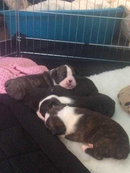 34 Boston Terrier Puppies 14 Min Pin, 1xBlack brindle male 2x brindle male-1 with tail