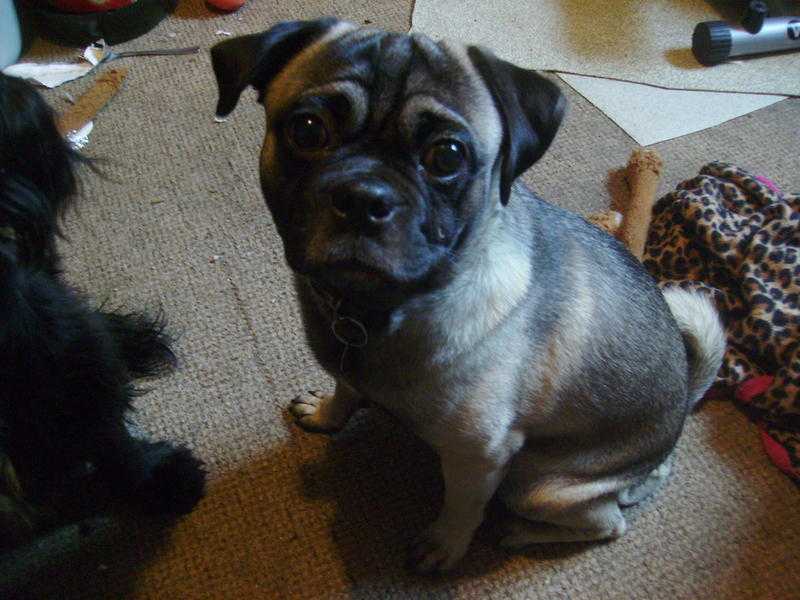 34  pug x beagle  dog