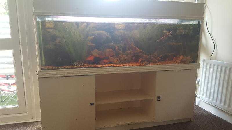 350 litre fish tank INC. 5 x red bellied pirahnas, 1 x plec amp all accessories