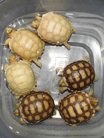 male and female sulcata tortoise for sale