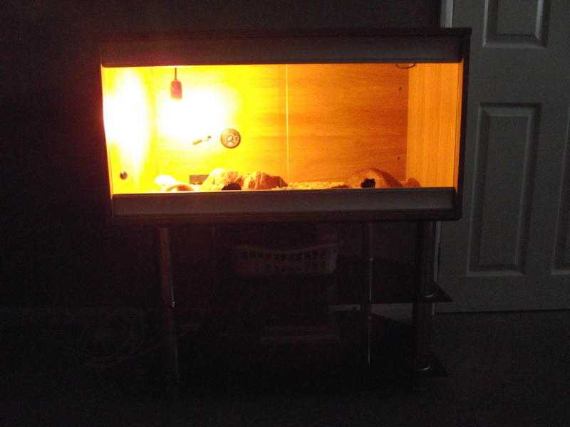 3foot vivarium fully setup with one large adult two year old female leopard geko