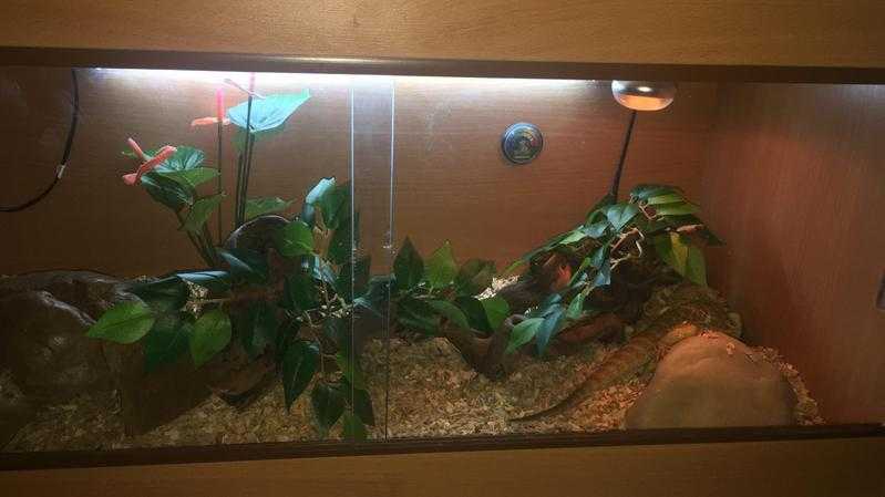 3ft Vivarium