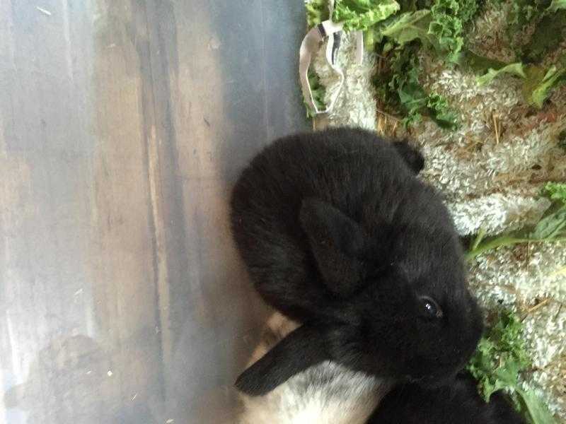 3x black Baby lop eared rabbits