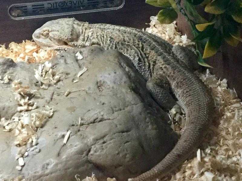 3yr Bearded Dragon