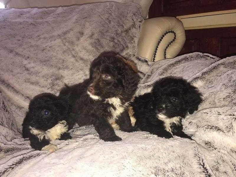 4  adorable girl ockerpoo puppies