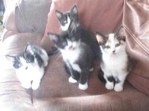 4 adorable kittens for sale