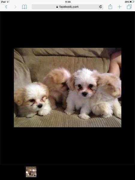 4 adorable Maltese puppies 3 boys 1 girl