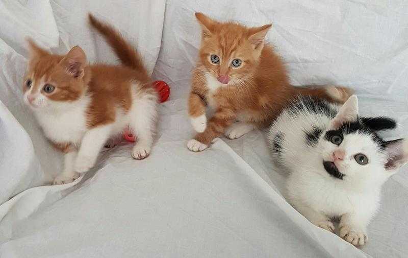 4 ADORABLE PLAYFUL CUTE KITTENS