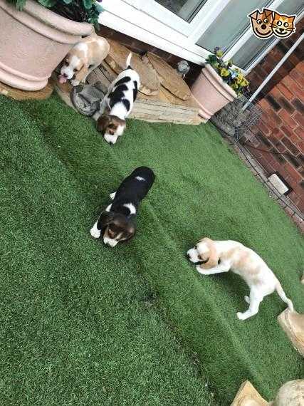 4 Beautiful Girlsboy Beagles For Sale