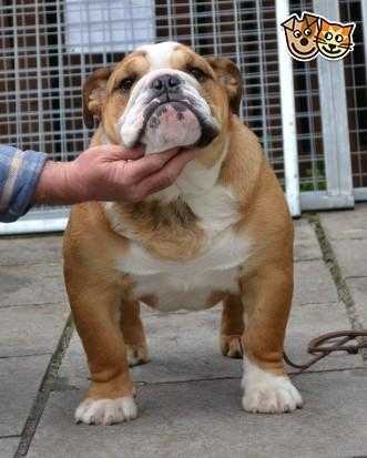 4 BEAUTIFUL KC REG BRITISH BULLDOGS LEFT SIRED BY SEALAVILLE HE039S TYSON