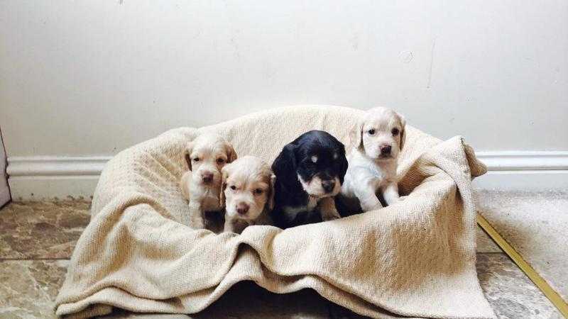 4 BUEITUFUL Working Cocker Spaniel Puppys