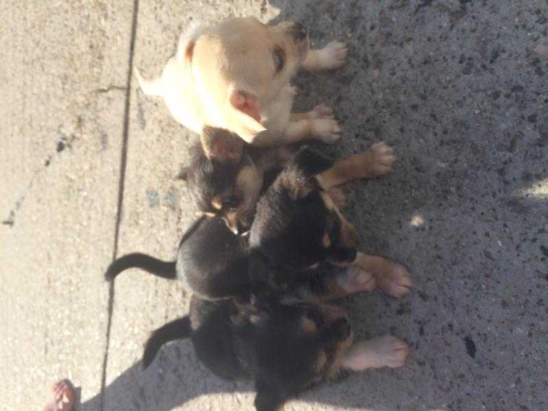 4 Chihauha puppies for sale