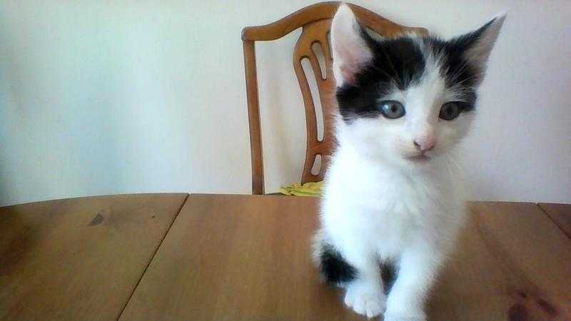 4 cute Kittens needs new home