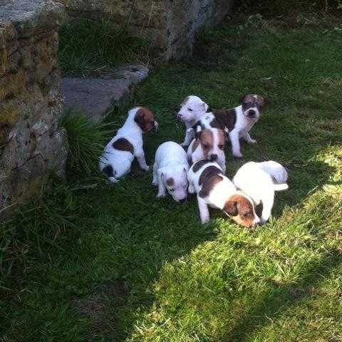 4 dogs left. Ready now