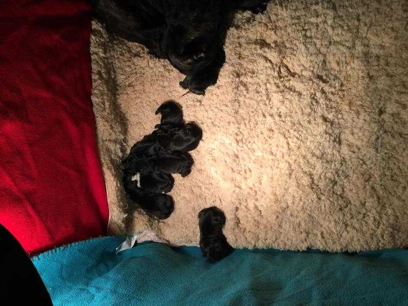 4 french bulldog pups for sale