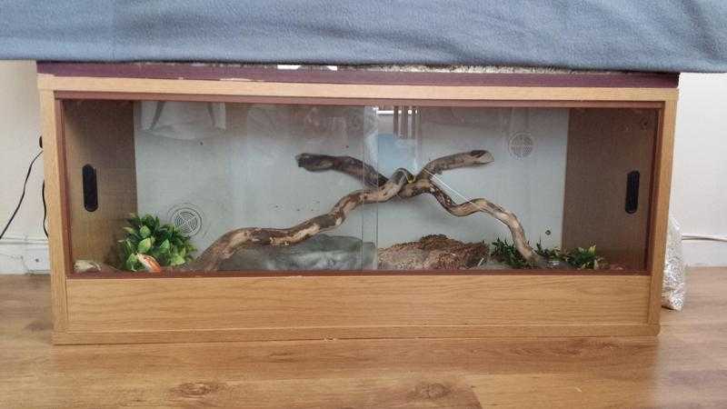 4 ft Male Corn Snake  Viv for sale