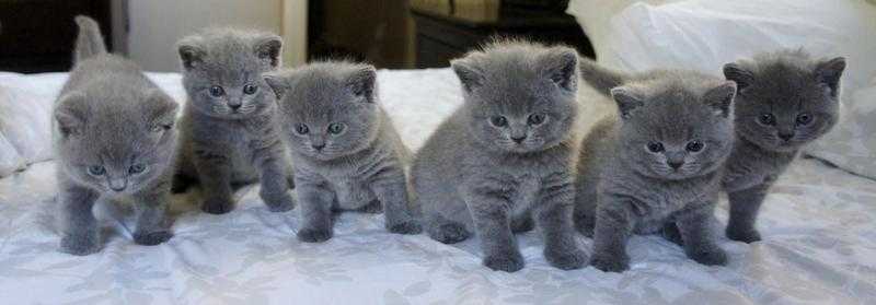 4 Full Blue British Shorthair Kittens for adoption