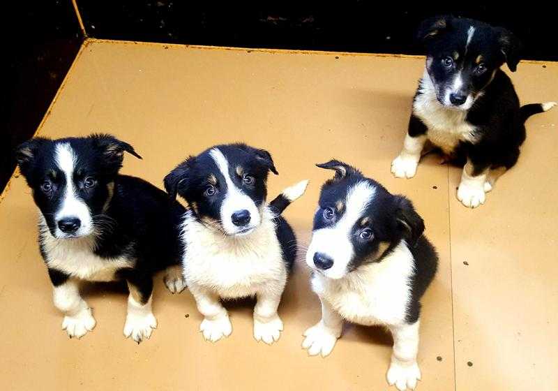 4 Gorgeous Border Colie Puppies